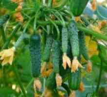 Како да се зголеми жетвата на краставици?