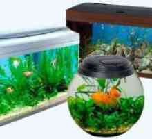 Како да се избере еден аквариум?