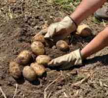 Како да расте добар култура на компири?