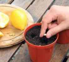 Како да се зголеми на лимон дома?