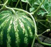 Како да се зголеми на лубеница на летна резиденција?