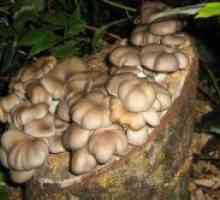 Како да расте во остриги печурки земјата на трупците?