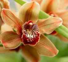 Како да расте орхидеи од семе?