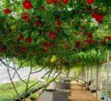 Како да расте домати дрво?