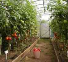 Како да расте домати во стаклена градина?