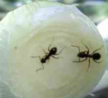 Како да се прикаже мравки од бањата?
