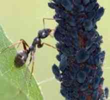Како да се прикаже мравки од градината?