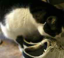Како да се донесе мирис на мачка урина од чевли?