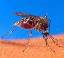 Како да го заштитите вашето дете од комарци?
