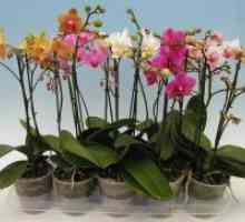 Како да се добие на орхидеи да цвета?