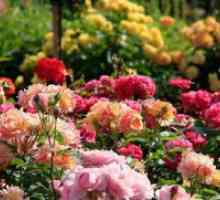Што треба fertilizing рози?