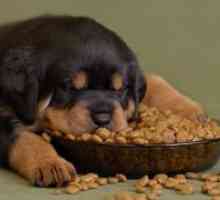 Што е сува храна за кучиња е подобро?