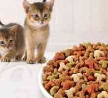 Што е најдобар сува храна за мачки?