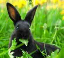 Што билки може да се хранат на зајаци?