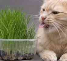 Каков вид на трева како мачка?