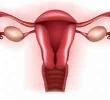 Класификација на женските гениталии