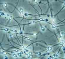 Клетките на сперматогенезата