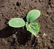 Кога тоа е можно да се засади краставици во отворен терен?