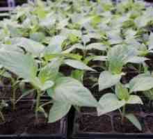 Кога да се засади садници бибер?