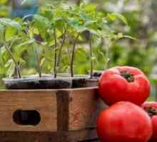 Кога садење садници од домати?