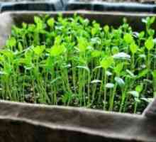 Кога да се засади садници?