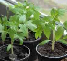 Кога да се засади домати во расад?