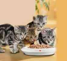 Конзервирана храна за мачки