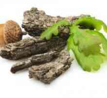 Oak кората - лековити својства и контраиндикации