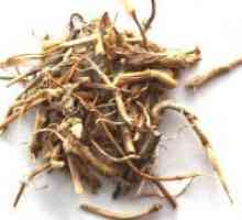 Коренот на wheatgrass - лековити својства и контраиндикации
