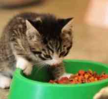 Храна за премија мачиња - рејтинг