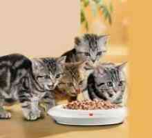 Сточна храна за мачки Хилс