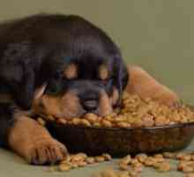 Холистички храна за кучиња