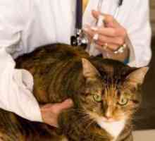 Koronovirusnaya инфекција кај мачки - Симптомите
