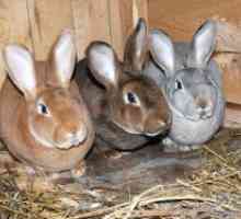 Зајаци размножуваат Рекс