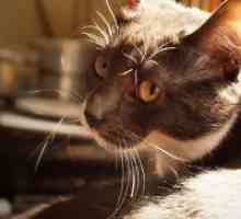Крв во урината на мачки - причини и третман