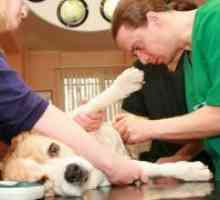 Крв во урината на кучиња - причини
