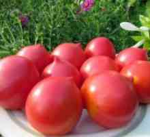 Големи fruited сорти домати сибирски одгледување