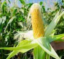 Пченка свила - лековити својства и контраиндикации