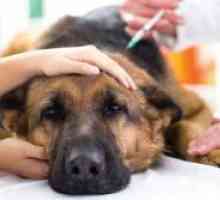 Третман на piroplasmosis во кучиња дома
