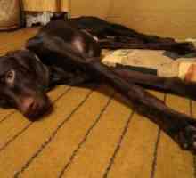 Лептоспироза кај кучињата - Симптоми и лекување