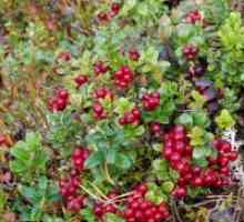 Lingonberry лист - корисни својства и контраиндикации