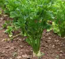 Целер лист - одгледување на семе, кога треба да се засади?