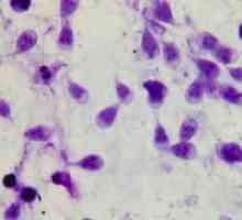 Giardia во црниот дроб - симптоми