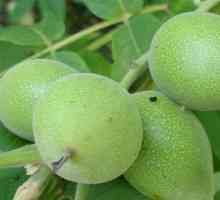 Манџурискиот орев - лековити својства