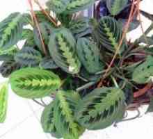 Maranta тробојка - молитва растенијата