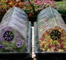 Мини стаклена градина за садници