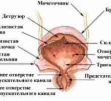 Мочниот меур - структура