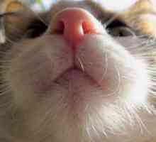 Влажни носот на една мачка