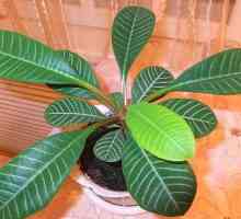 Euphorbia: нега дома
