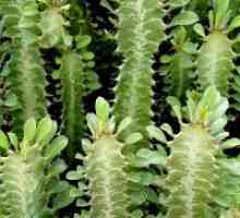 Euphorbia - грижа за дома